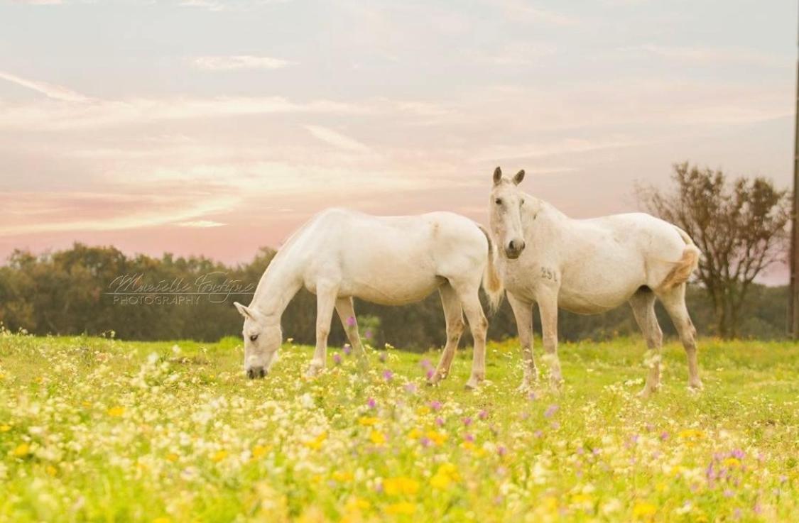 Herdade De Santa Maria อัลเมริง ภายนอก รูปภาพ